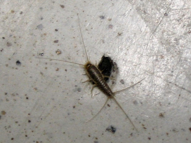 Here’s Why You Should Never, Ever Squish A Centipede In Your House - picture 4