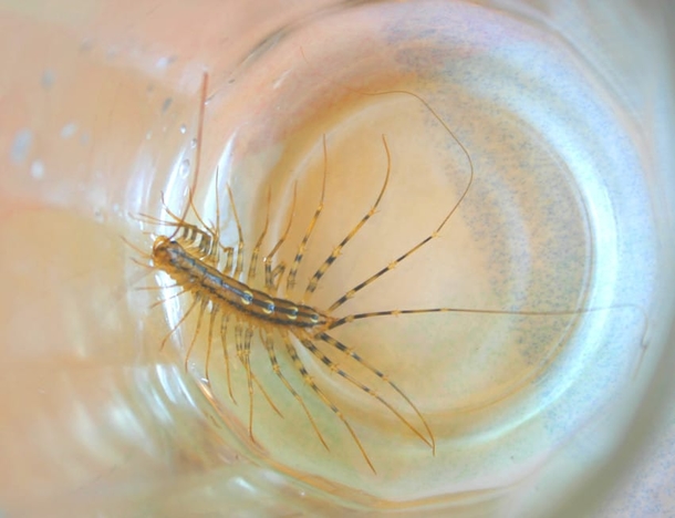 Here’s Why You Should Never, Ever Squish A Centipede In Your House - picture 6