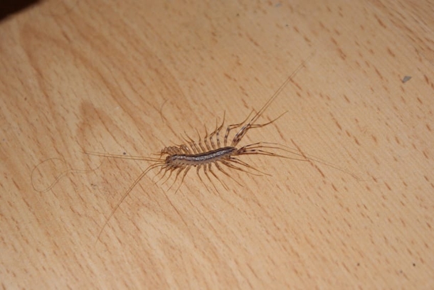 Here’s Why You Should Never, Ever Squish A Centipede In Your House - picture 7