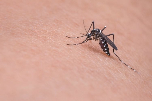 Here’s Why You’re a Mosquito Magnet - picture 3