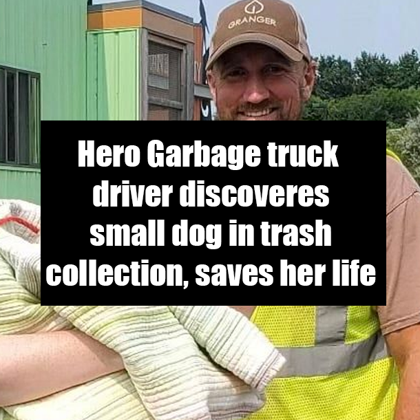 Hero Garbage truck driver discoveres small dog in trash collection, saves her life