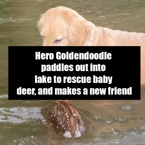 Hero Goldendoodle paddles out into lake to rescue baby deer, and makes a new friend