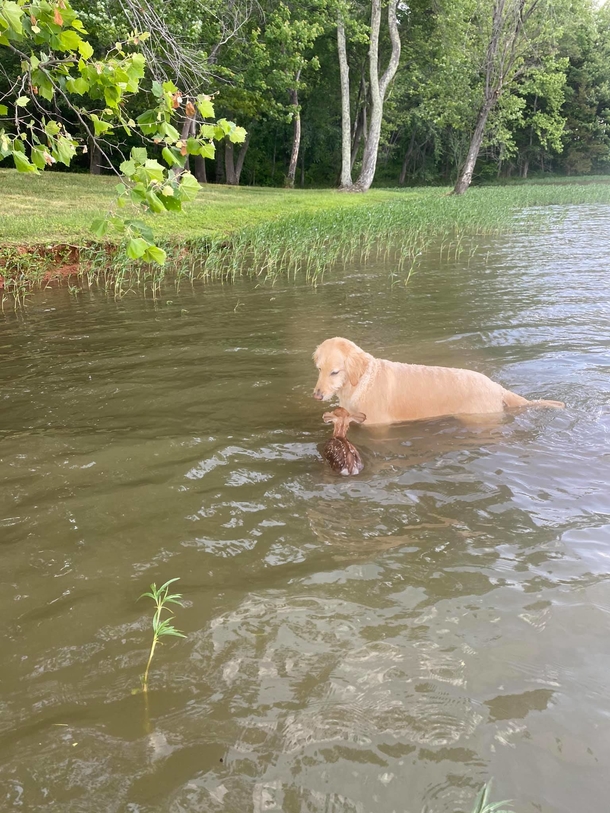 Hero Goldendoodle paddles out into lake to rescue baby deer, and makes a new friend - picture 3