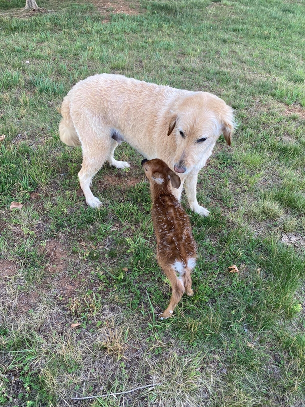 Hero Goldendoodle paddles out into lake to rescue baby deer, and makes a new friend - picture 5