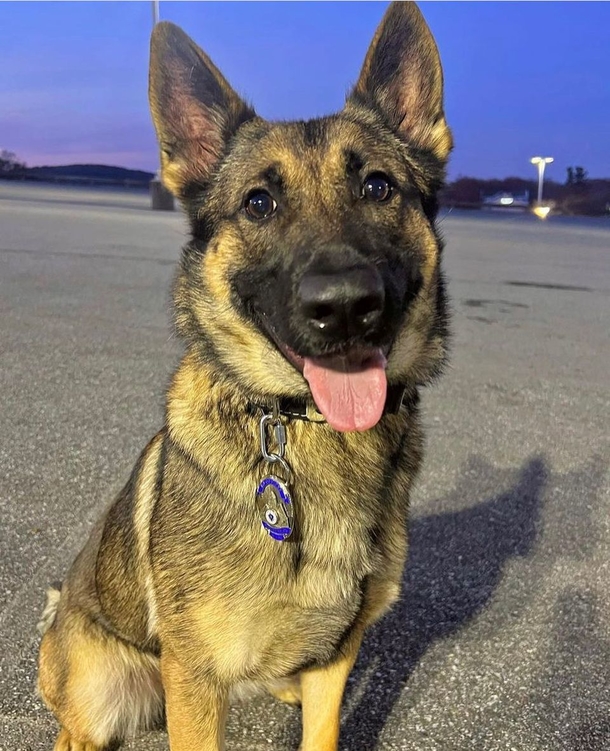 Hero K9 finds 12-year-old missing in freezing weather — what a blessing! - picture 2