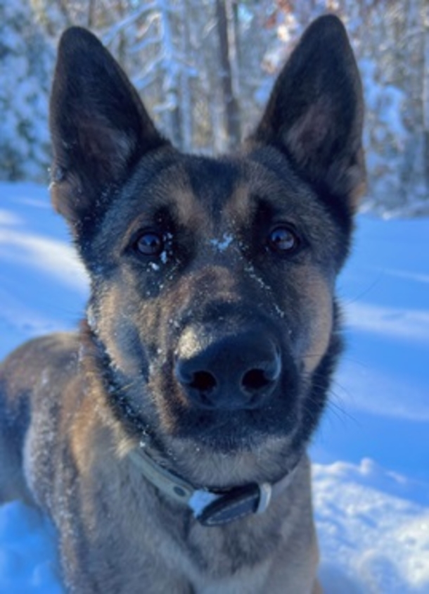 Hero K9 finds 12-year-old missing in freezing weather — what a blessing! - picture 3