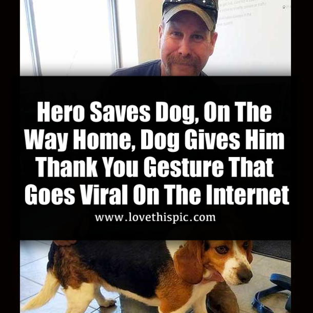 Hero Saves Dog, On The Way Home, Dog Gives Him Thank You Gesture That Goes Viral On The Internet