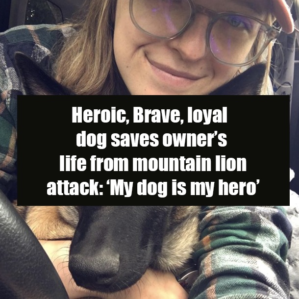 Heroic, Brave, loyal dog saves owner’s life from mountain lion attack: ‘My dog is my hero’