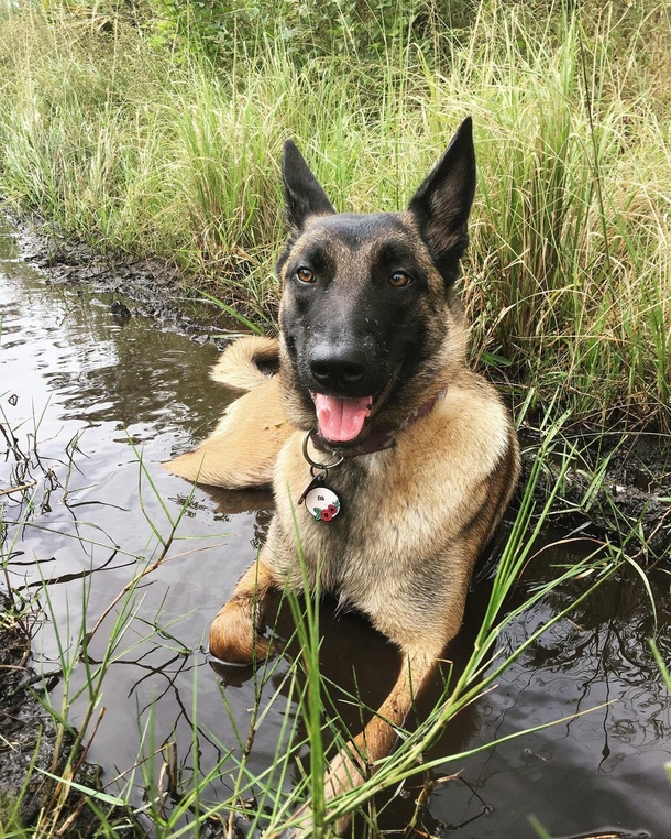 Heroic, Brave, loyal dog saves owner’s life from mountain lion attack: ‘My dog is my hero’ - picture 3