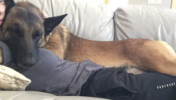 Heroic, Brave, loyal dog saves owner’s life from mountain lion attack: ‘My dog is my hero’ - picture 4