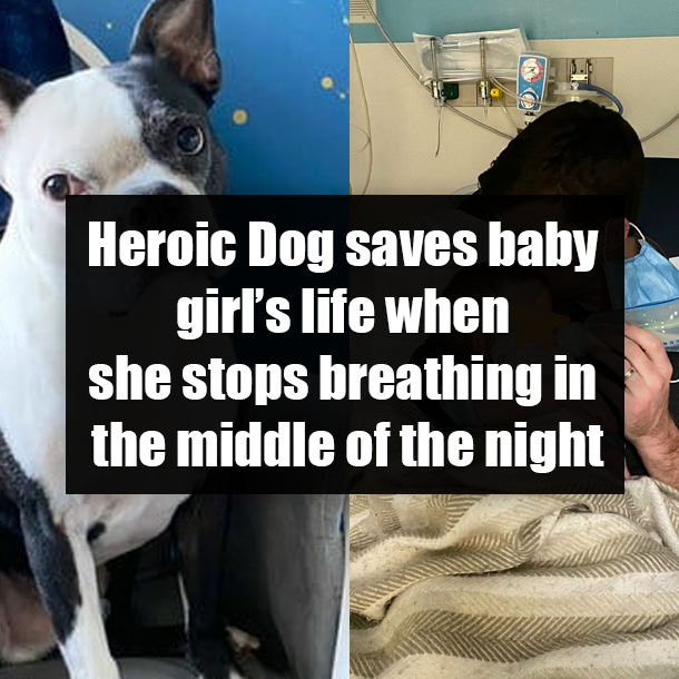 Heroic Dog saves baby girl’s life when she stops breathing in the middle of the night