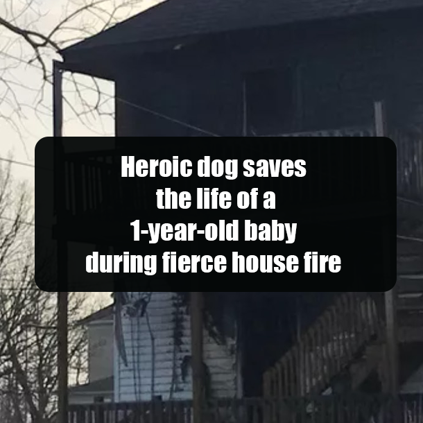 Heroic dog saves the life of a 1-year-old baby during fierce house fire