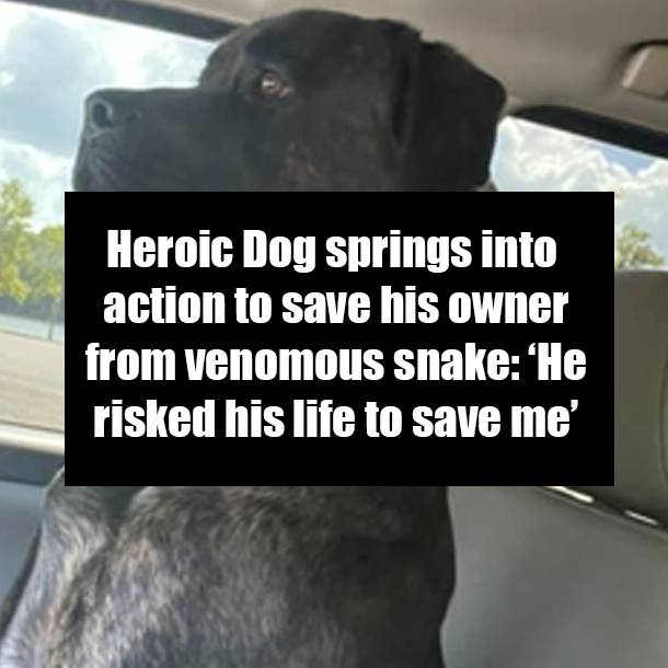Heroic Dog springs into action to save his owner from venomous snake: ‘He risked his life to save me’