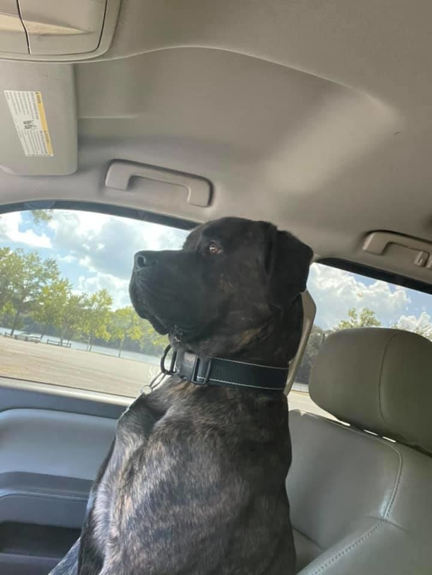 Heroic Dog springs into action to save his owner from venomous snake: ‘He risked his life to save me’ - picture 3