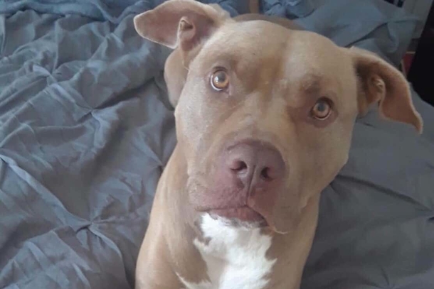 Heroic man tackles a 350lb bear that was attacking his precious dog - picture 3