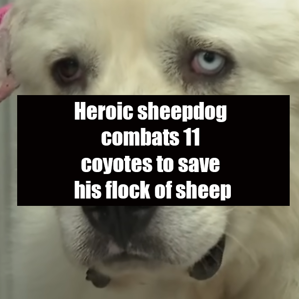 Heroic sheepdog combats 11 coyotes to save his flock of sheep