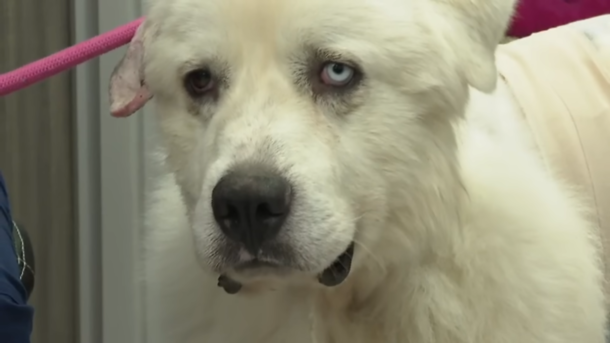 Heroic sheepdog combats 11 coyotes to save his flock of sheep - picture 2