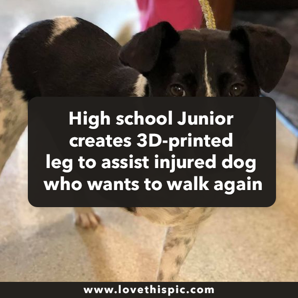 High school Junior creates 3D-printed leg to assist injured dog who wants to walk again