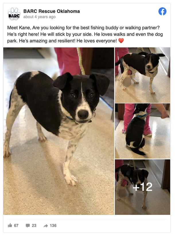 High school Junior creates 3D-printed leg to assist injured dog who wants to walk again - picture 2