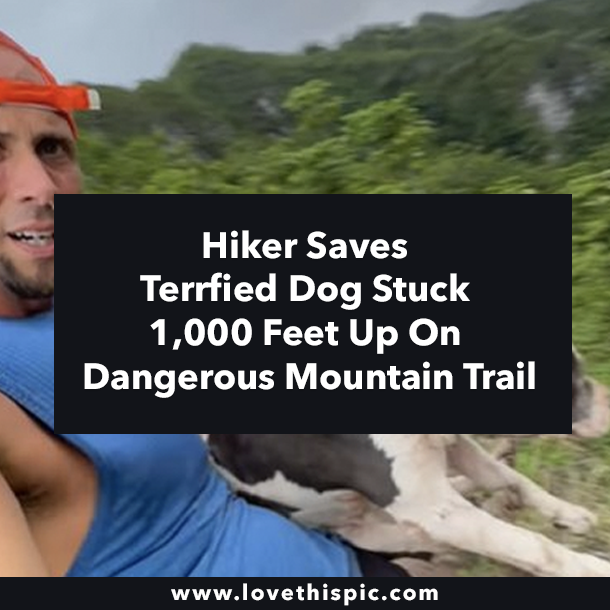 Hiker Saves Terrfied Dog Stuck 1,000 Feet Up On Dangerous Mountain Trail