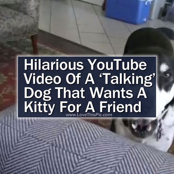 Hilarious YouTube Video Of A ‘Talking’ Dog That Wants A Kitty For A Friend