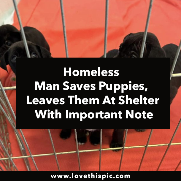 Homeless Man Saves Puppies, Leaves Them At Shelter With Important Note