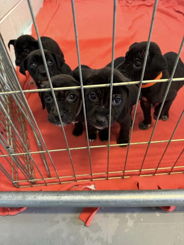 Homeless Man Saves Puppies, Leaves Them At Shelter With Important Note - picture 2
