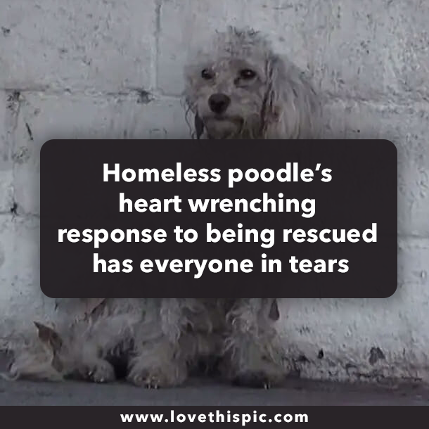 Homeless poodle’s heart wrenching response to being rescued has everyone in tears