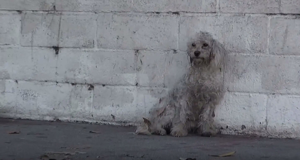 Homeless poodle’s heart wrenching response to being rescued has everyone in tears - picture 2