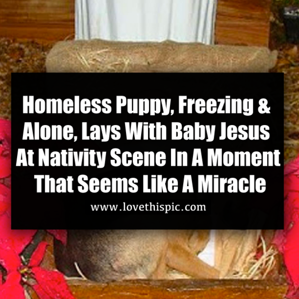 Homeless Puppy, Freezing & Alone, Lays With Baby Jesus At Nativity Scene In A Moment That Seems Like A Miracle