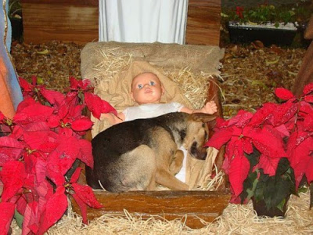 Homeless Puppy, Freezing & Alone, Lays With Baby Jesus At Nativity Scene In A Moment That Seems Like A Miracle - picture 2