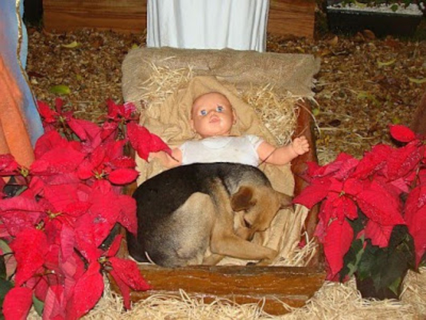 Homeless Puppy, Freezing & Alone, Lays With Baby Jesus At Nativity Scene In A Moment That Seems Like A Miracle - picture 5