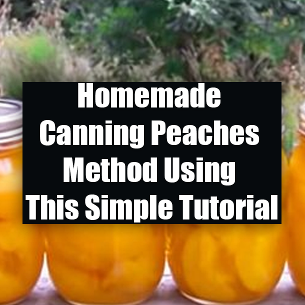 Homemade Canning Peaches Method Using This Simple Tutorial