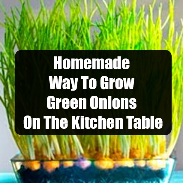 Homemade Way To Grow Green Onions On The Kitchen Table