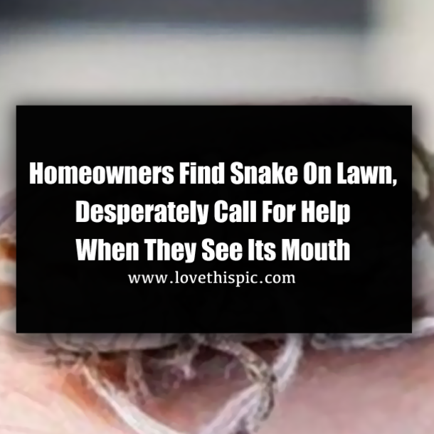 Homeowners Find Snake On Lawn, Desperately Call For Help When They See Its Mouth