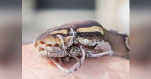 Homeowners Find Snake On Lawn, Desperately Call For Help When They See Its Mouth - picture 2