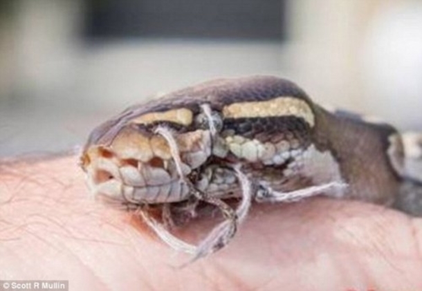 Homeowners Find Snake On Lawn, Desperately Call For Help When They See Its Mouth - picture 3