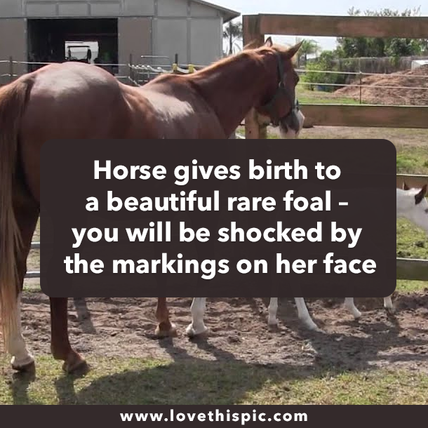 Horse gives birth to a beautiful rare foal – you will be shocked by the markings on her face