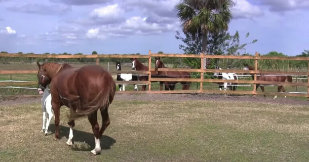 Horse gives birth to a beautiful rare foal – you will be shocked by the markings on her face - picture 2