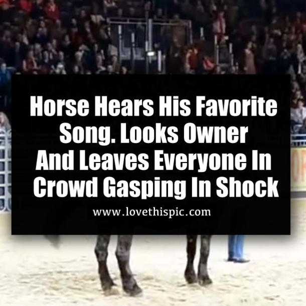 Horse Hears His Favorite Song. Looks Owner And Leaves Everyone In Crowd Gasping In Shock