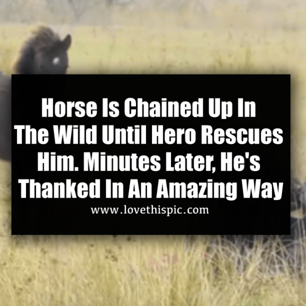 Horse Is Chained Up In The Wild Until Hero Rescues Him. Minutes Later, He's Thanked In An Amazing Way