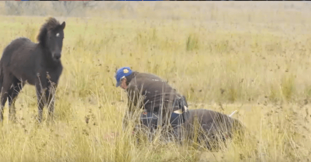 Horse Is Chained Up In The Wild Until Hero Rescues Him. Minutes Later, He's Thanked In An Amazing Way - picture 2