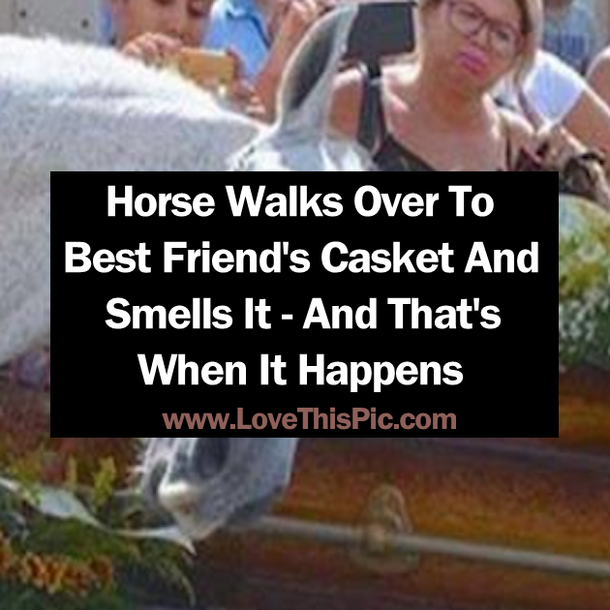 Horse Walks Over To Best Friend's Casket And Smells It - And That's When It Happens