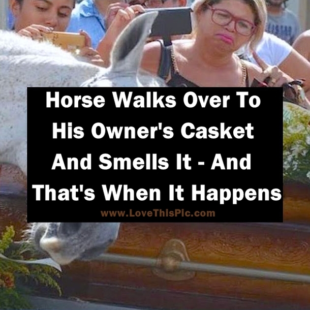 Horse Walks Over To His Owner's Casket And Smells It - And That's When It Happens