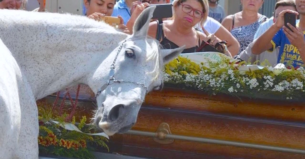 Horse Walks Over To His Owner's Casket And Smells It - And That's When It Happens - picture 3