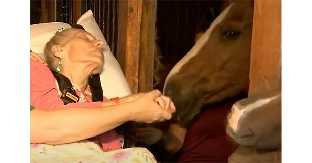 Hospice grants the dying wish of a 79-year-old woman: – to see her beloved horse one final time - picture 3