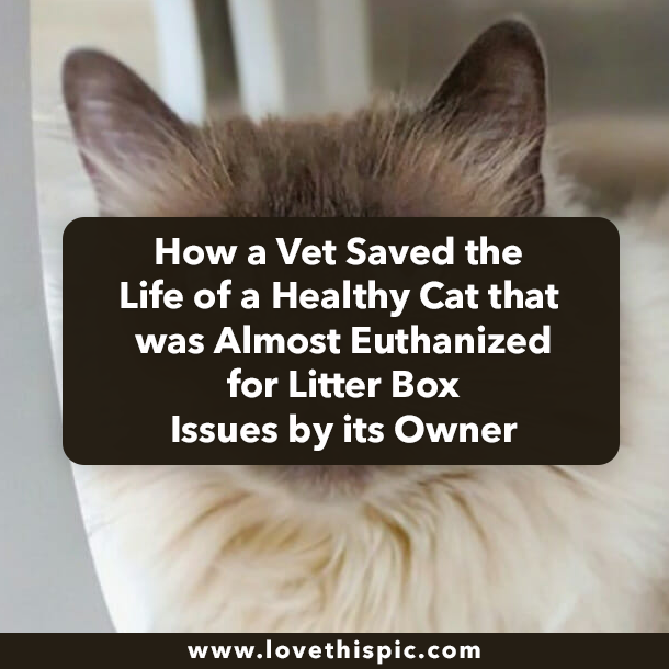 How a Vet Saved the Life of a Healthy Cat that was Almost Euthanized for Litter Box Issues by its Owner