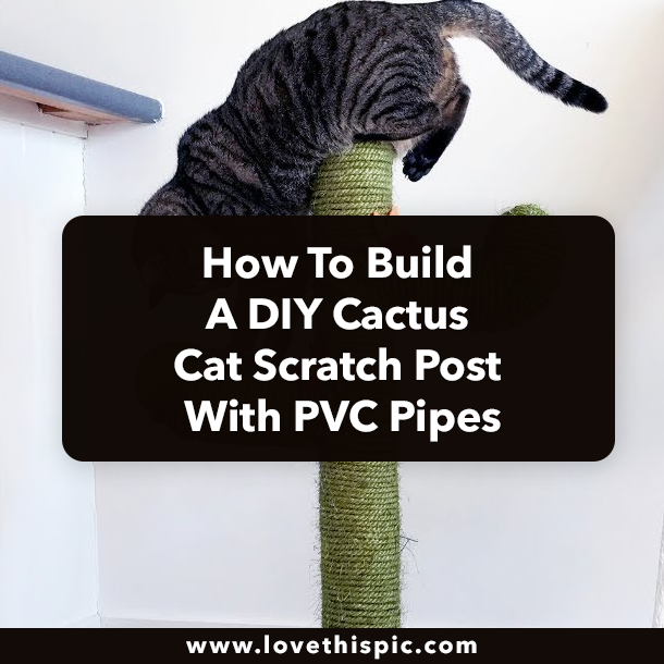 How To Build A DIY Cactus Cat Scratch Post With PVC Pipes