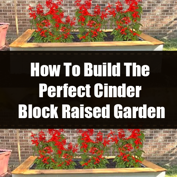 How To Build The Perfect Cinder Block Raised Garden