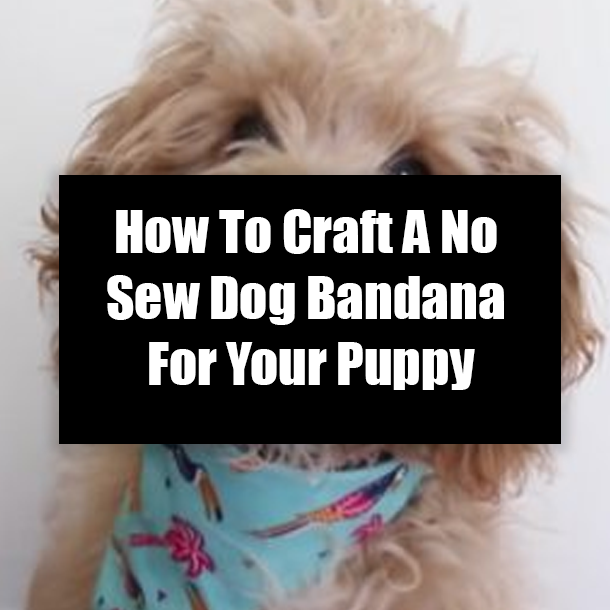 How To Craft A No Sew Dog Bandana For Your Puppy